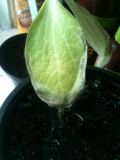 courgette first leaves.jpg