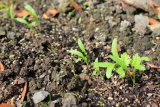 parsnip-seedlings-1-136.jpg