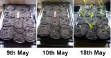 18-05-2013 Sweetcorn Growth S.JPG