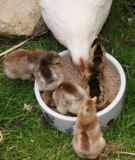 Cream Legbar Chicks (6)small.jpg