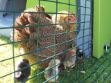 quail chicks, chicks and wasp nest 011.JPG
