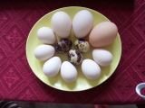 Snowy's eggs 001.JPG