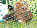 Cockerel (Henry), Snowy, Dotty and chicks 011.JPG