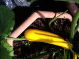yellow courgette.JPG