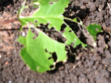 runner bean leaf damage (1).JPG