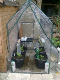 Toms in Mini Greenhouse.jpg