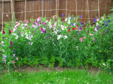 My sweet peas 2013.jpg