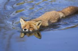 fox swimming.jpg