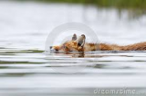 fox swimming 3.jpg