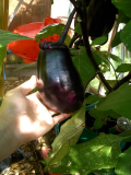 aubergine 1.jpg