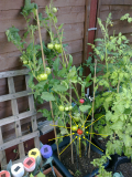 2013-08-19 (05) - One Red Tomato.jpg