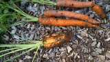 Carrots 2013.jpg