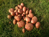 Robinta potatoes 2013.jpg