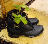 British Coal Strawberry Boots.jpg
