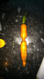 Another wierd carrot.jpg