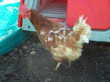 Maude (stray hen) 001.JPG