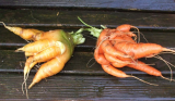 different colour forking carrots.jpg