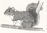 Squirrel - Small.jpg