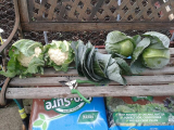 2013-10-26 - Cabbage and Cauli 2.jpg