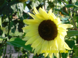 lemon sunflower aug 2011.jpg