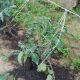 tomato plant.JPG