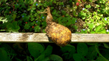 A rotting potato attached to it's stalk - not an original tuber.jpg