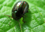 colourful_beetle.jpg