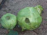 cabbage.JPG