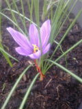 saffron in flower.jpg