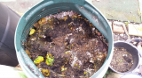 2015-01-25 Compost Bin 2 .jpg