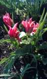 plum tulips.jpg