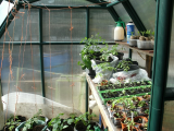 greenhouses 002.JPG