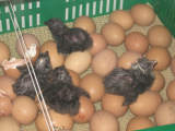 chicks1.jpg