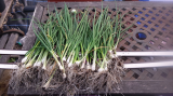 2015-05-13 Over Wintered Spring Onions 01.jpg