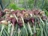red onions2.jpg