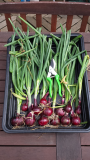 2015-07-22 Onions from seed.jpg
