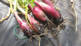 2015-08-01 Onion White Rot.jpg