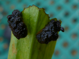 lily beetle larvae.jpg