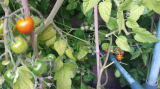 2015-08-06 1st Red Tomatoes.jpg