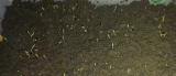 Sturon seeds sown Jan 2.jpg