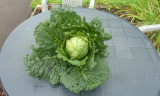 Cabbage1.jpg