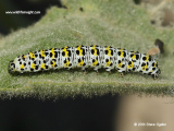 mullein-moth-caterpillar_3268.jpg