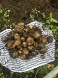 potato harvest.jpg