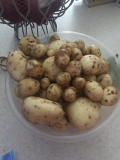 potato yield.jpg