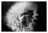 Dandelion Seed.jpg