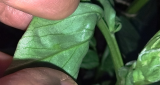 Broad bean, back of leaf.jpg