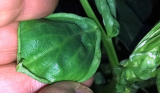 Broad bean, leaf condition.jpg