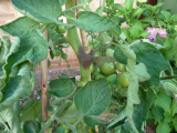 Tomato Problem 19-08-21.jpg