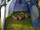 courgette-tent.jpg
