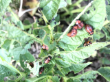 Beetles.jpg